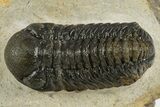 Detailed Austerops Trilobite - Nice Eye Facets #311072-2